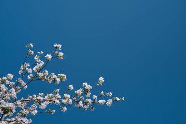 İlkbaharda kiraz çiçekleri açar. Genç çiçeklerle dolu bir bahar dalı ve mavi bir gökyüzüne karşı yapraklar. Metin için alanı olan resim.