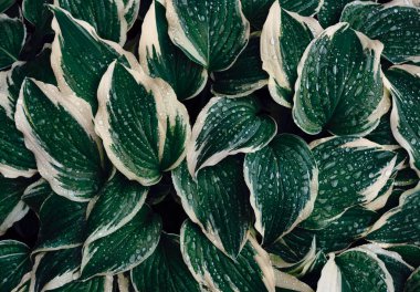 Hosta büyük yeşil yapraklar ve koyu tonda yağmur damlaları. Yeşil hosta yapraklı bahar arkaplanı. Yukarıdan görüntüle.