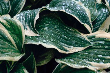 Suyun arka planı yeşil bir yaprağa düşer. Yeşil yaprak dokusu. Yaprak dokusu arkaplanı.