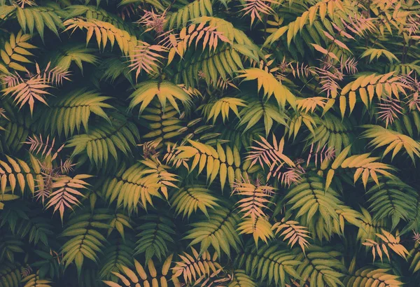 Trópusi Növények Zökkenőmentes Minta Tavaszi Háttér Zöld Levelek Varrat Nélküli — Stock Fotó