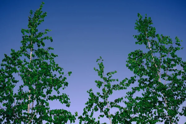 자작나무와 자작나무 가지와 하늘을 배경으로 원문을 공간이 이미지 — 스톡 사진