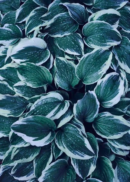 Hosta Hojas Verdes Grandes Con Gotas Lluvia Fondo Tono Oscuro — Foto de Stock