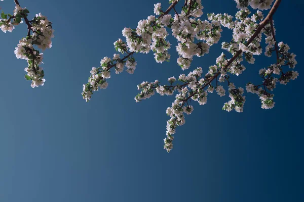 Apple Blossoms Blue Sky Spring Flowers Lighten Color Sky — Stock Photo, Image
