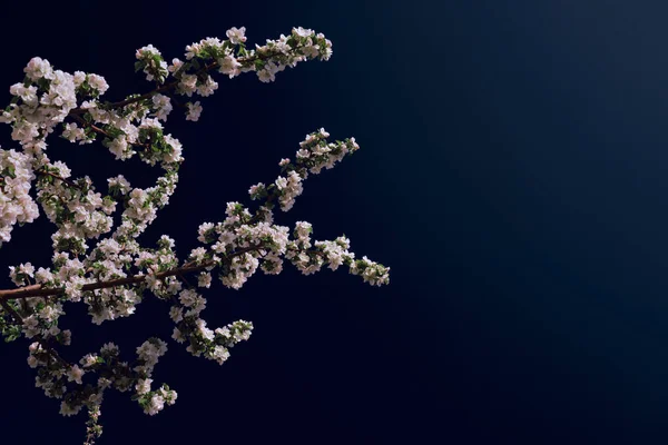 Mavi Gökyüzüne Karşı Taze Yaprakları Olan Bahar Elması Dalı Metin — Stok fotoğraf