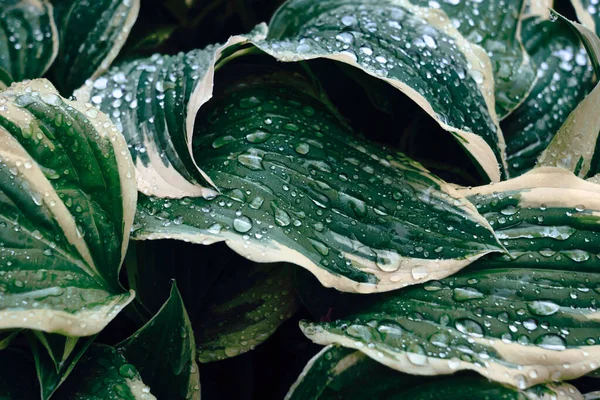 Suyun arka planı yeşil bir yaprağa düşer. Yeşil yaprak dokusu. Yaprak dokusu arkaplanı.