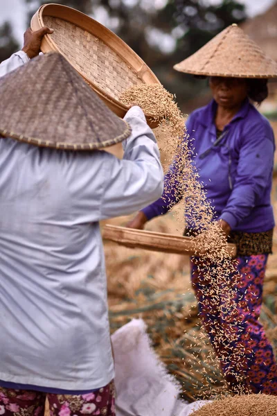 Μπαλί Ινδονησία Ιανουαρίου 2020 Γυναίκες Εργάτες Θερίζουν Ρύζι Στην Πρωινή — Φωτογραφία Αρχείου