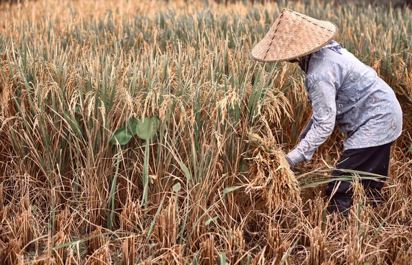 Γυναίκες Εργάτες Μαζεύουν Ρύζι Στην Πρωινή Σκηνή Γεωργός Συγκομιδή Στη — Φωτογραφία Αρχείου