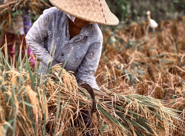 Γυναίκες Εργάτες Μαζεύουν Ρύζι Στην Πρωινή Σκηνή Γεωργός Συγκομιδή Στη — Φωτογραφία Αρχείου