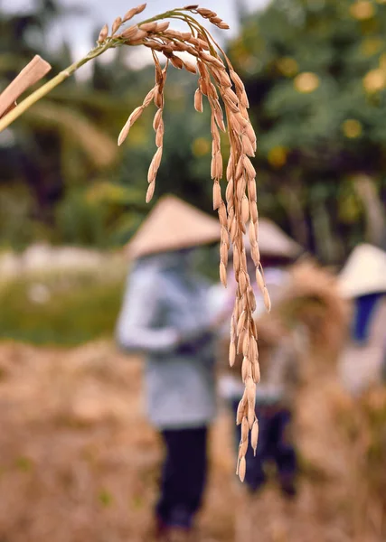 Cerca Semillas Arroz Oreja Arroz Con Los Agricultores Fondo — Foto de Stock