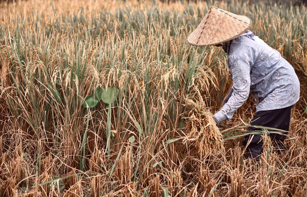 Trabajadoras Cosechando Arroz Escena Matutina Cosecha Del Agricultor Arrozal Orgánico — Foto de Stock