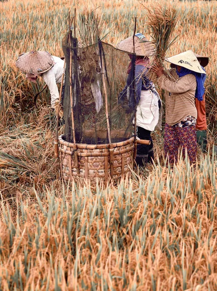 Bali Indonesia Ene 2020 Los Agricultores Asiáticos Cosechan Arroz Los — Foto de Stock