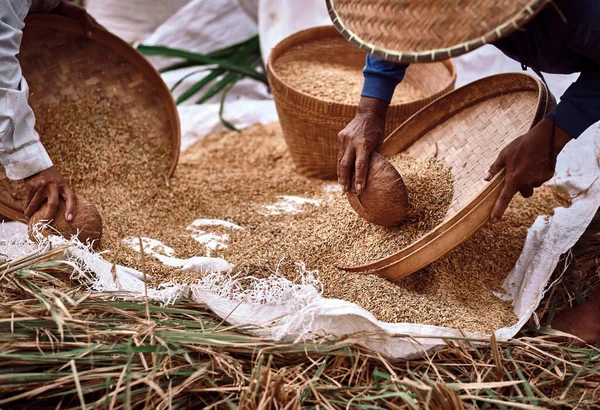 Αγρότης Αλώνισμα Ρυζιού Χειροκίνητη Συγκομιδή Ρυζιού Εξοχή Του Μπαλί Ρύζι — Φωτογραφία Αρχείου