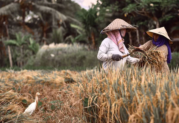 Bali Indonesia Ene 2020 Trabajadoras Cosechando Arroz Escena Matutina Cosecha — Foto de Stock