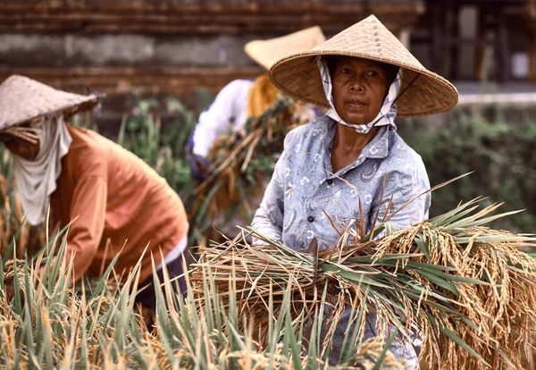 Μπαλί Ινδονησία Ιανουαρίου 2020 Εργαζόμενες Γυναίκες Που Συλλέγουν Ρύζι Στην — Φωτογραφία Αρχείου
