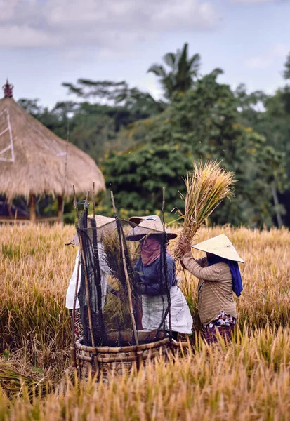 Bali Indonesia Ene 2020 Trabajadoras Cosechando Arroz Escena Matutina Cosecha — Foto de Stock