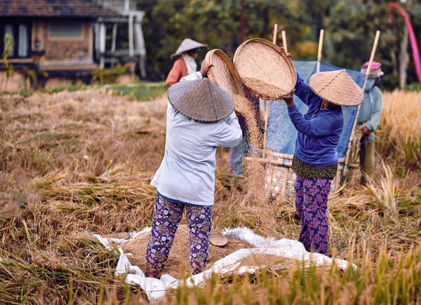 Tarladaki Pirinçler Çiftçinin Elleriyle Örgü Örüyor Sağlığın Için Yiyecek Kavramı — Stok fotoğraf