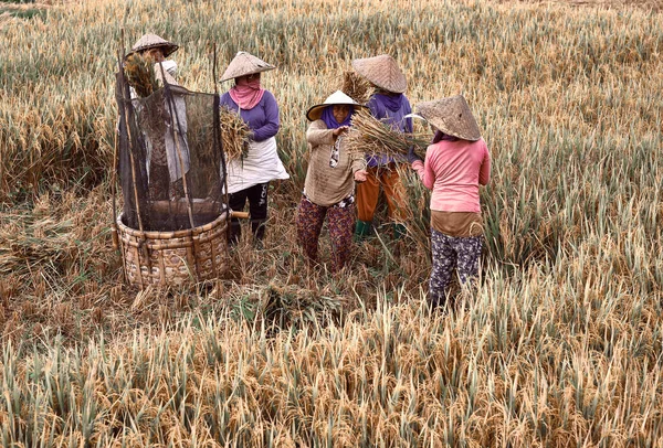 Μπαλί Ινδονησία Ιανουαρίου 2020 Γυναίκες Εργάτες Θερίζουν Ρύζι Στην Πρωινή — Φωτογραφία Αρχείου