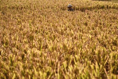 Bali, Endonezya - 8 Aralık 2019: Pirinç tarlasında kırsal çiftçi.