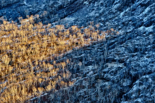 Widok Lotu Ptaka Zimowy Krajobraz Złotymi Niebieskimi Gołymi Drzewami Kamczatka — Zdjęcie stockowe