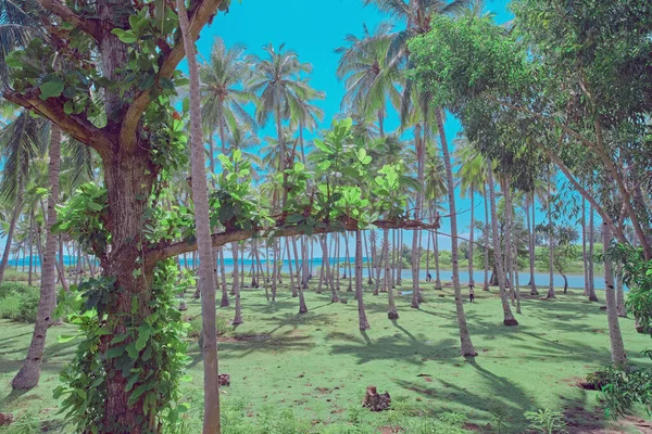 Praia Ilha Bali Palmeiras Coco Relva Estacione Dia Azul Brilhante — Fotografia de Stock