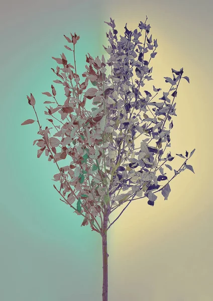 Παγωμένο Δέντρο Φύλλα Φθινοπώρου Στον Χειμερινό Ουρανό Χειμερινό Τοπίο Μοναχικό — Φωτογραφία Αρχείου