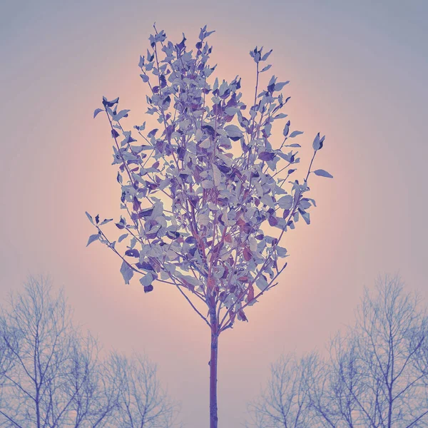 Заморожене Дерево Осіннім Листям Зимовому Небі Зимовий Пейзаж Самотнім Деревом — стокове фото
