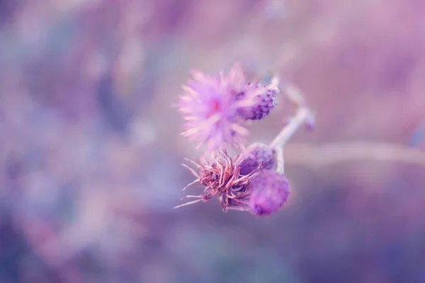 Fiori Colorati Realizzati Con Pendenza Sfondo Astratto Texture Stile Morbido — Foto Stock