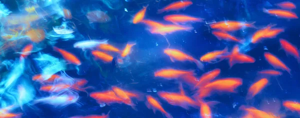 Blurred Abstract Background Image Golden Fish Swimming Blue Abstract Background — Stock Photo, Image