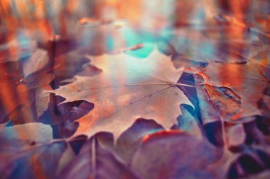 Renkli sonbahar yaprakları arka plan için gradyan ile yapılır. Soyut, dokulu, yumuşak ve bulanık stili bir kartpostal gibi. Bulanık arkaplan için soyut sonbahar yaprakları.