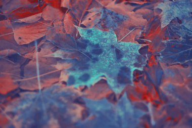 Renkli sonbahar yaprakları arka plan için gradyan ile yapılır. Soyut, dokulu, yumuşak ve bulanık stili bir kartpostal gibi. Bulanık arkaplan için soyut sonbahar yaprakları.