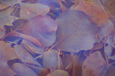 Renkli sonbahar yaprakları arka plan için gradyan ile yapılır. Soyut, dokulu, yumuşak ve bulanık stili bir kartpostal gibi. Bulanık arkaplan için soyut sonbahar yaprakları