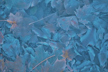 Renkli sonbahar yaprakları arka plan için gradyan ile yapılır. Soyut, dokulu, yumuşak ve bulanık stili bir kartpostal gibi. Bulanık arkaplan için soyut sonbahar yaprakları.