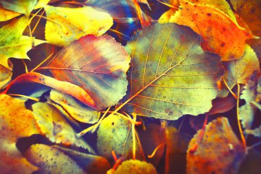 Renkli sonbahar yaprakları arka plan için gradyan ile yapılır. Soyut, dokulu, yumuşak ve bulanık stili bir kartpostal gibi. Bulanık arkaplan için soyut sonbahar yaprakları.