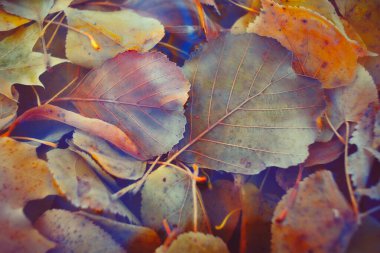 Renkli sonbahar yaprakları arka plan için gradyan ile yapılır. Soyut, dokulu, yumuşak ve bulanık stili bir kartpostal gibi. Bulanık arkaplan için soyut sonbahar yaprakları.