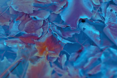 Renkli sonbahar yaprakları arka plan için gradyan ile yapılır. Soyut, dokulu, yumuşak ve bulanık stili bir kartpostal gibi. Bulanık arkaplan için soyut sonbahar yaprakları.