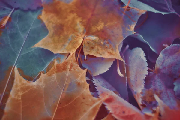 Renkli sonbahar yaprakları arka plan için gradyan ile yapılır. Soyut, dokulu, yumuşak ve bulanık stili bir kartpostal gibi. Bulanık arkaplan için soyut sonbahar yaprakları.