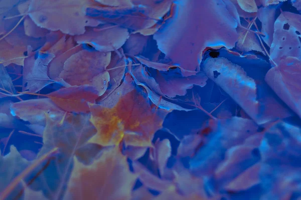 Renkli sonbahar yaprakları arka plan için gradyan ile yapılır. Soyut, dokulu, yumuşak ve bulanık stili bir kartpostal gibi. Bulanık arkaplan için soyut sonbahar yaprakları.