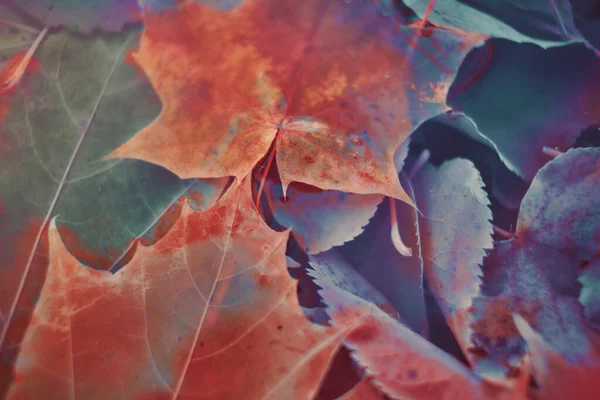 Kleurrijke Herfstbladeren Gemaakt Met Verloop Voor Achtergrond Abstract Textuur Zacht — Stockfoto