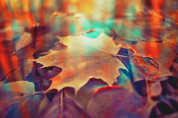 Renkli sonbahar yaprakları arka plan için gradyan ile yapılır. Soyut, dokulu, yumuşak ve bulanık stili bir kartpostal gibi. Bulanık arkaplan için soyut sonbahar yaprakları.