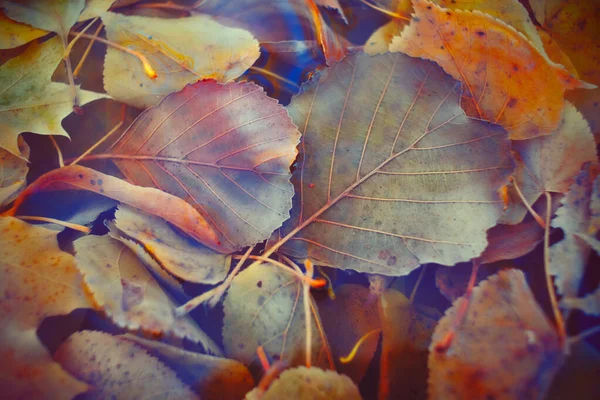 Bunte Herbstblätter Mit Einem Gefälle Für Den Hintergrund Abstrakt Struktur — Stockfoto