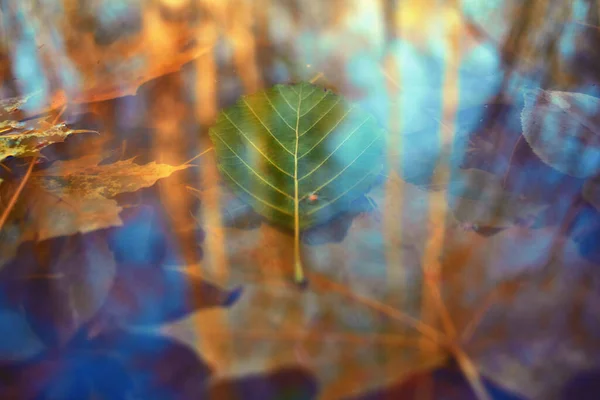 Kleurrijke Herfstbladeren Gemaakt Met Verloop Voor Achtergrond Abstract Textuur Zacht — Stockfoto