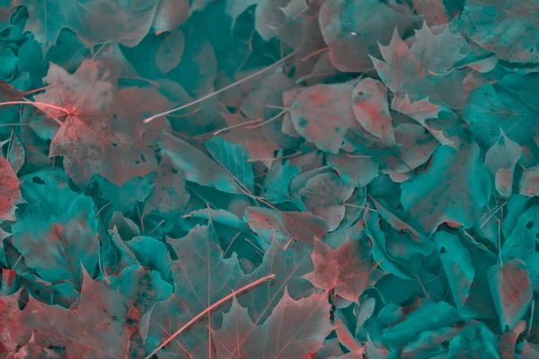 Renkli sonbahar yaprakları arka plan için gradyan ile yapılır. Soyut, dokulu, yumuşak ve bulanık stili bir kartpostal gibi. Bulanık arkaplan için soyut sonbahar yaprakları.