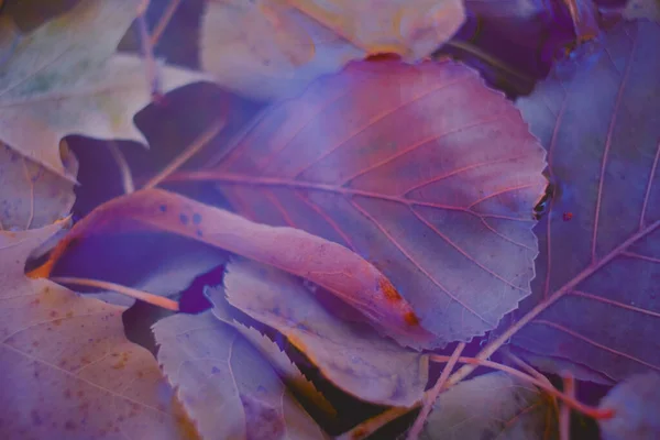 Hojas Coloridas Otoño Hechas Con Gradiente Para Fondo Resumen Textura — Foto de Stock