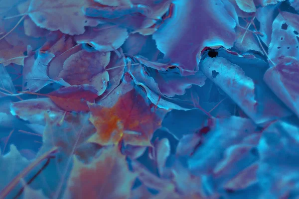 Renkli sonbahar yaprakları arka plan için gradyan ile yapılır. Soyut, dokulu, yumuşak ve bulanık stili bir kartpostal gibi. Bulanık arkaplan için soyut sonbahar yaprakları.