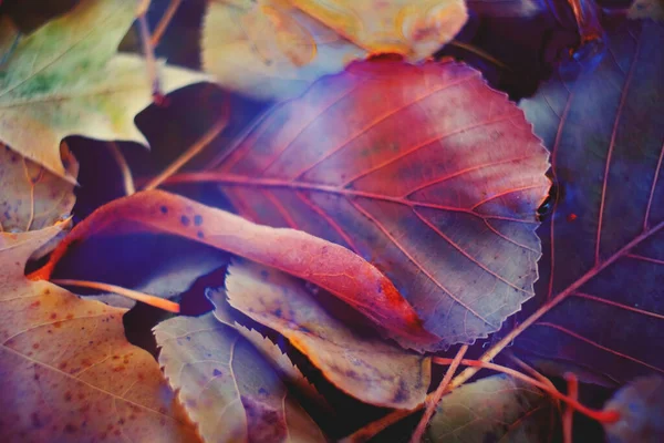 Πολύχρωμα Φθινοπωρινά Φύλλα Φτιαγμένα Κλίση Για Φόντο Αφηρημένη Υφή Απαλό — Φωτογραφία Αρχείου