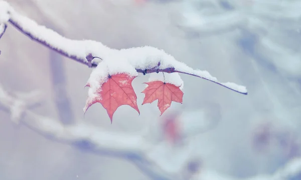 Nieve Invierno Ramas Con Hojas Otoñales Con Cubierta Nieve Caída —  Fotos de Stock