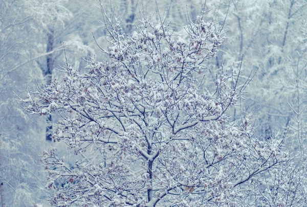 Зимовий Сніг Дерево Осіннім Листям Сніговим Покриттям Сніг Лижах Москві — стокове фото