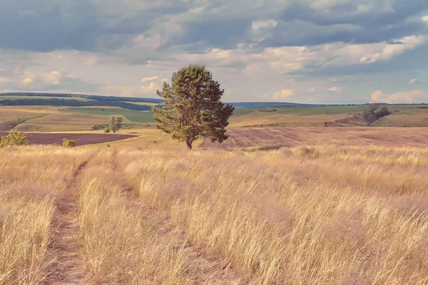 丘や国の道路と中央ロシアの農業地方 サマラ渓谷の夏の風景 ロシアの田舎 — ストック写真