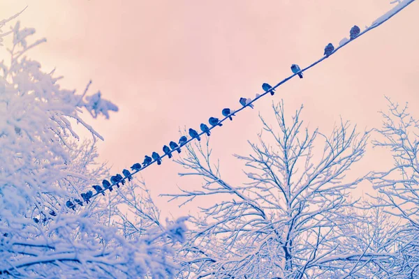 Зимова Сцена Верхівки Дерев Хрипким Морозом Птахи Сидять Електричних Дротах — стокове фото