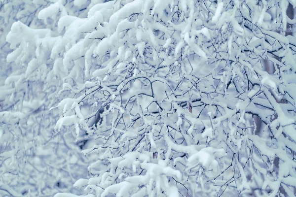 Inverno Nevando Ramos Com Outonos Folhas Com Cobertura Neve Gota — Fotografia de Stock